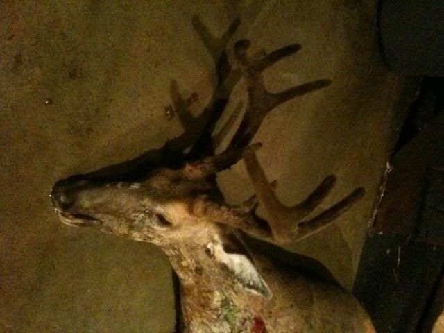 billsdeer.jpg